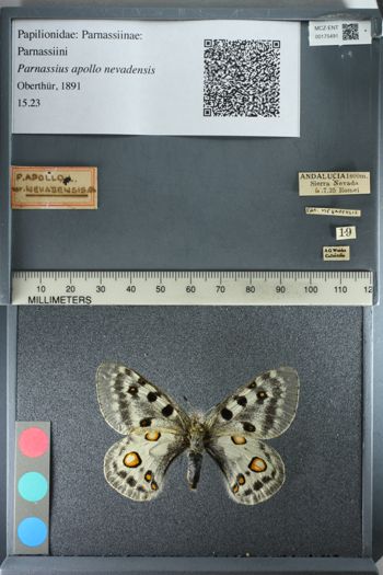 Media type: image;   Entomology 175491